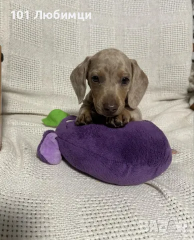  Дакел мини, снимка 9 - Дакели - 48256802