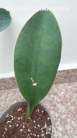 Sansevieria Masoniana - Whale fin ( Сансевиера Китова перка ), снимка 5 - Стайни растения - 51888121
