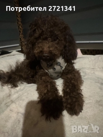 Мини пуделчета, снимка 10 - Пудели - 52762580