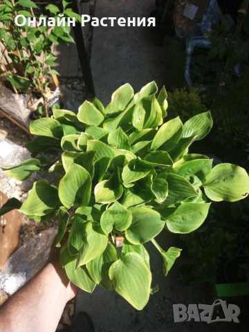 Хоста Бяло с Зелено , Жълто с зелено и чисто зелена  Цена за 1бр 8,50лв., снимка 5 - Градински цветя и растения - 28613762