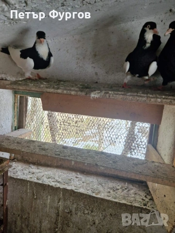 Продавам 2  чифта      акмани, снимка 3 - Гълъби - 53535023