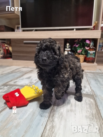 Пудел мини момче, снимка 11 - Пудели - 52651544