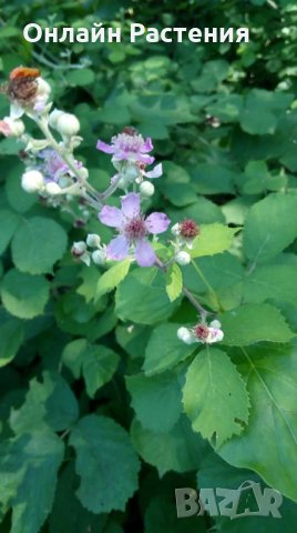 Розово цъфтяща сладка къпина (Лох мери), снимка 3 - Градински цветя и растения - 27265616