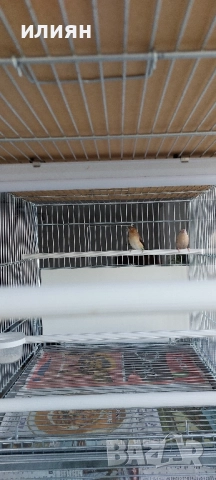 Среброклюни амадини, снимка 6 - Амадини - 52679414