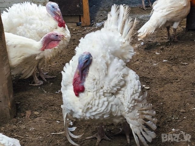 Продавам мъжка пуйка, снимка 2 - Кокошки и пуйки - 52817588