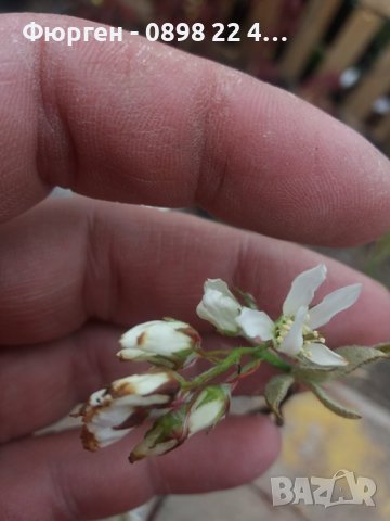 Амеланхиер -Amelanchier, снимка 4 - Разсади - 43480347