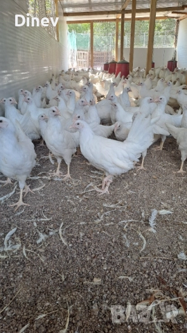 Бял легхорн ярки, кокошки 