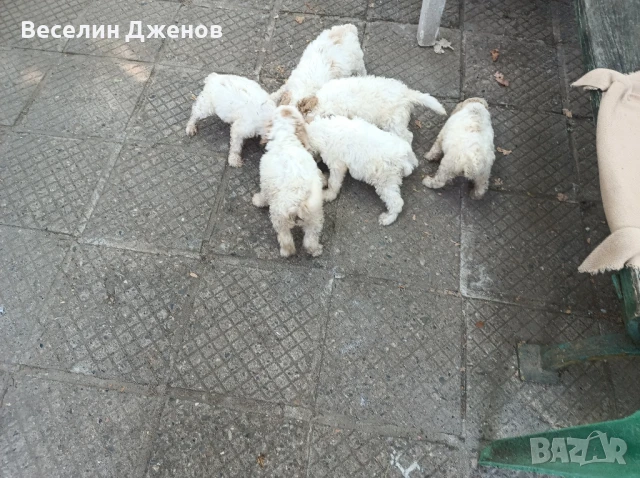 лагото Романьоли , снимка 5 - Други - 50494587