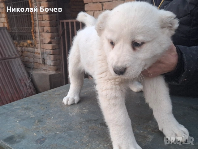 АЛАБАЙ, снимка 11 - Алабай - 53395565