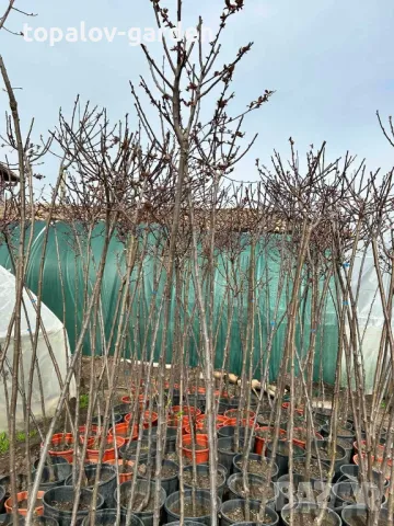 Червенолистна слива, снимка 3 - Градински цветя и растения - 40862810