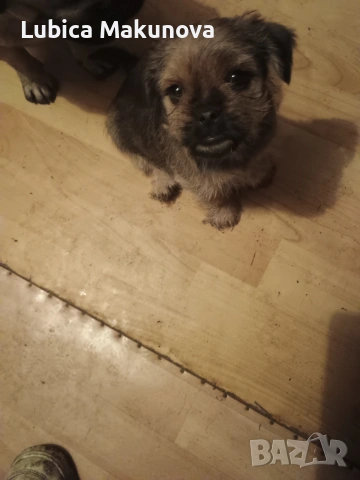 Мопс, снимка 6 - Йоркширски териер - 52815160