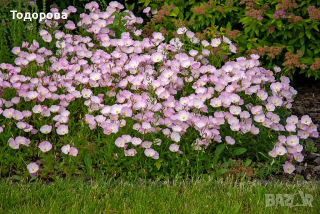 розова и жълта йонотера, снимка 1