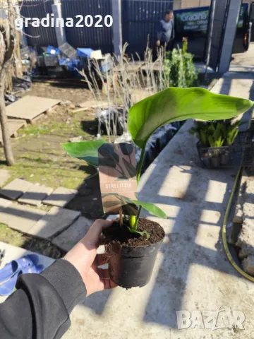 Стрелиция Налични 2 вида, снимка 7 - Разсади - 47241857