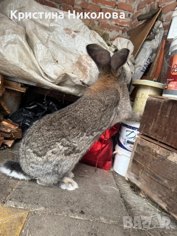 Женска Зайка Белгийски Великан , снимка 9 - Други - 53373678