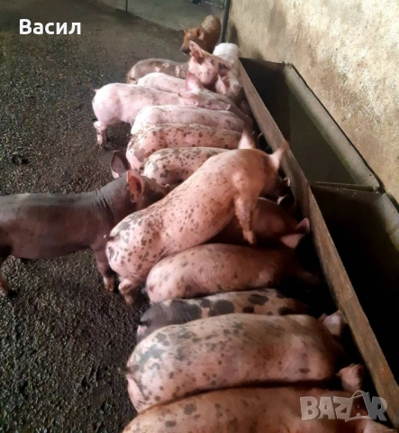 Продавам прасета 