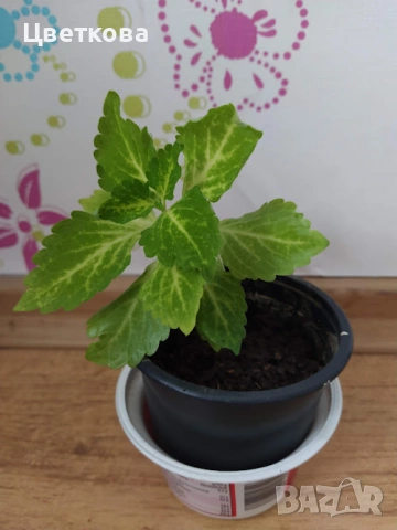 7 различни копривки+подарък и отстъпка, снимка 3 - Стайни растения - 53475491