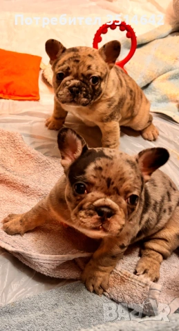 Френски булдог, снимка 4 - Френски булдог - 53420273