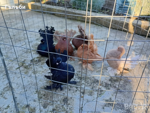 Ростовски гълъби , снимка 7 - Гълъби - 51955942