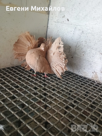 Фенерлии , снимка 3 - Гълъби - 52901934