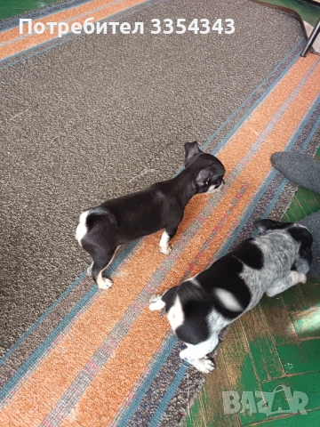 Чихуахуа с паспорт и ваксина , снимка 6 - Чихуахуа - 53114756