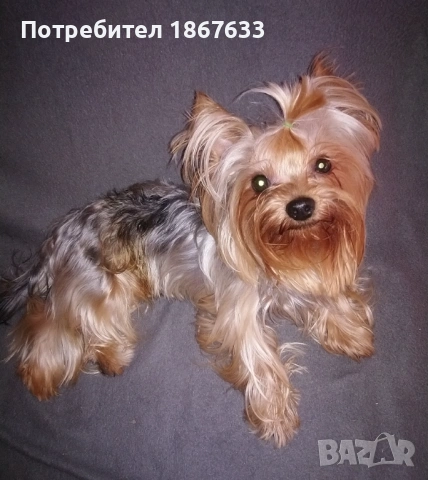 Йоркширски териер, снимка 6 - Йоркширски териер - 53196320