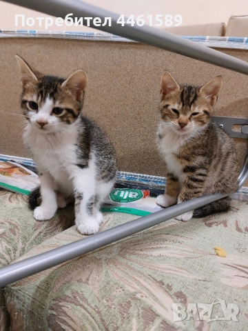 ПОДАРЯВАМ домашни котенца, снимка 5 - Други - 52665863