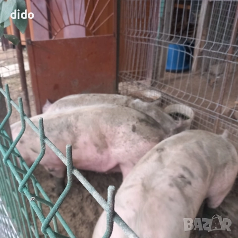 Продавам домашно свинско месо 