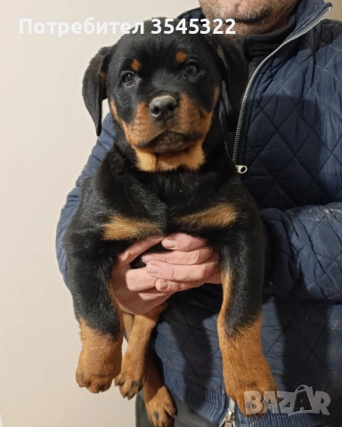 РОТВАЙЛЕР, снимка 4 - Ротвайлер - 50181422