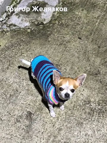 Мъжко кученце, снимка 1