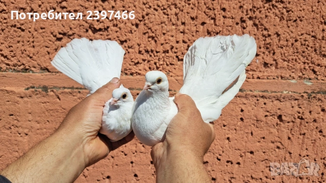 Бели преметачи, снимка 3 - Гълъби - 53213100