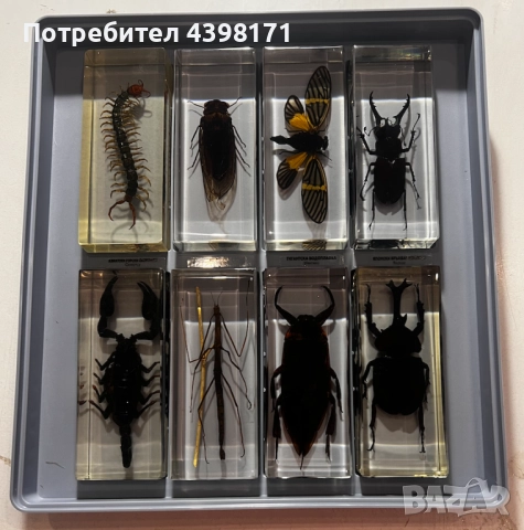 Колекция Истински буболечки, снимка 7 - Колекции - 52425118
