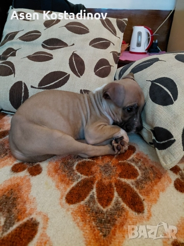 Американски Териер 