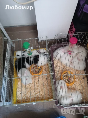 продавам декоративни зайчета лъвска глава , снимка 1