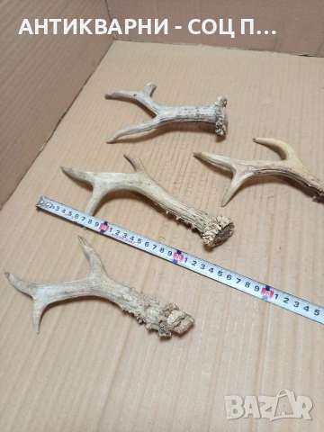 Комплект Стари Малки Рога. НОМЕР 726., снимка 7 - Антикварни и старинни предмети - 53528086