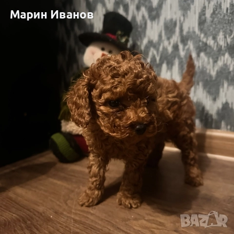 Той пудел, момче с две ваксини!