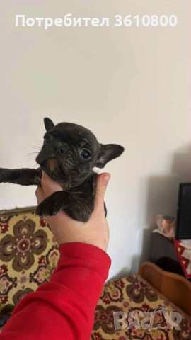 малки кученца френски булдог