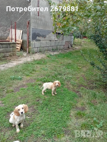 Кокери с апорт на трюфел, снимка 1