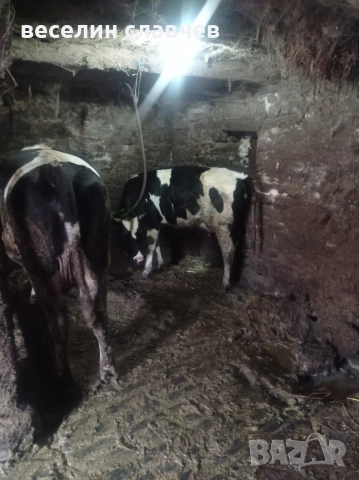 Млади крави, снимка 4 - Крави - 52720543