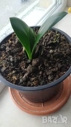 Продавам цветя Амарилис, преди цъфтеж - бели с червени ивици, снимка 15 - Стайни растения - 43359621