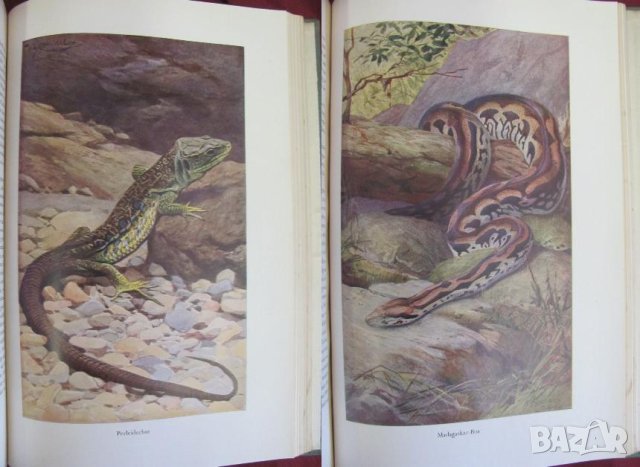 1956г.Научна Книга Илюстрации за Рибите и Водните Обитатели, снимка 9 - Антикварни и старинни предмети - 44029993