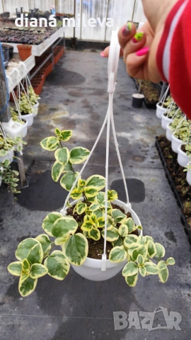 Кошница с вариегатна Винка, Vinca major Variegata, снимка 7 - Градински цветя и растения - 53249593