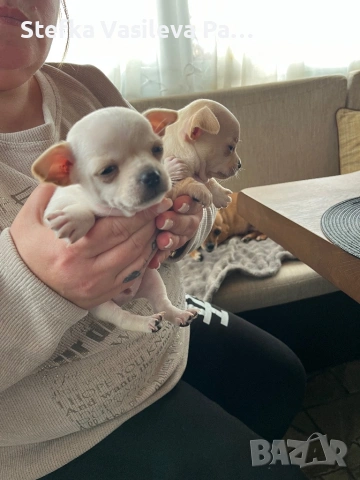 Продавам чихита, снимка 5 - Чихуахуа - 53588723