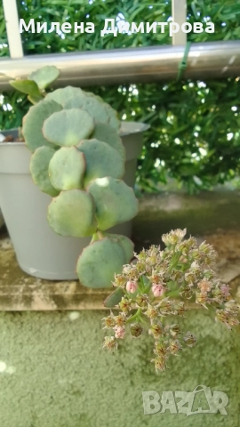 Седум Сиеболди - Японска коприна , снимка 5 - Стайни растения - 51656938