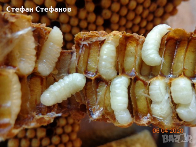 Търтеево млечице. Апиларнил. Търтеев хомогенат. Пчелният  мед е подарък, снимка 9 - Пчелни продукти - 28594765