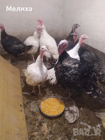 пуйки, снимка 4 - Кокошки и пуйки - 52477085