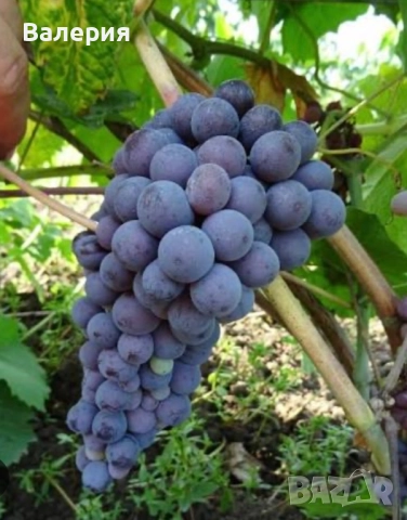 Продавам грозде широка мелнишка