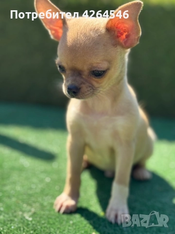 Уникално момче, снимка 1