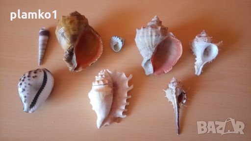 Охлюви Рапани, снимка 2 - Колекции - 28993491