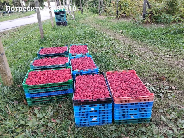 Продавам разсад малини , снимка 6 - Разсади - 53508278