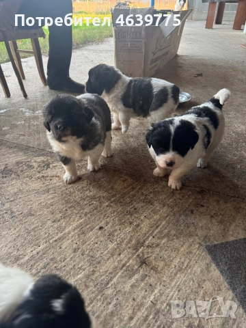 Каракачанки на 1 месец, снимка 5 - Каракачанска овчарка - 52265205